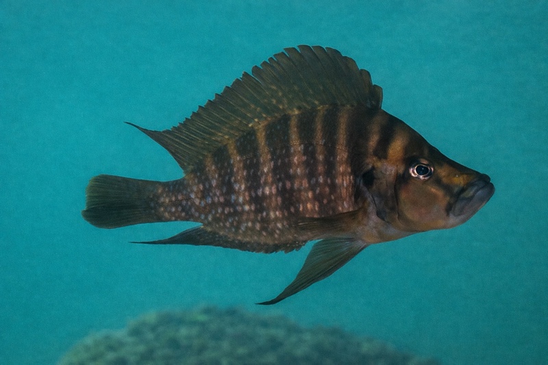 Altolamprologus compressiceps 'Nondwa Point'